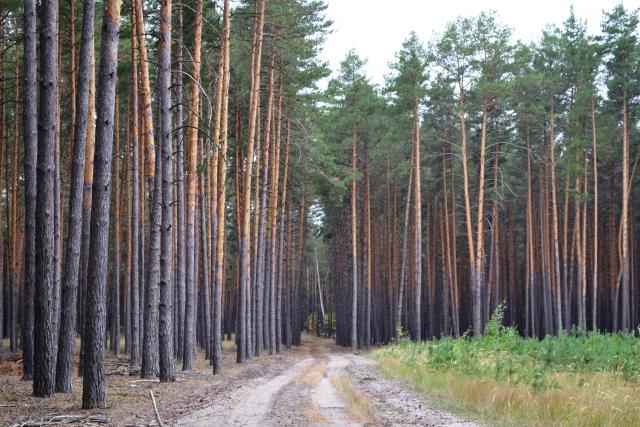 У Полтавському обласному управління лісового та мисливського господарства анонсували рубрику #Корисні_поради_PROліс